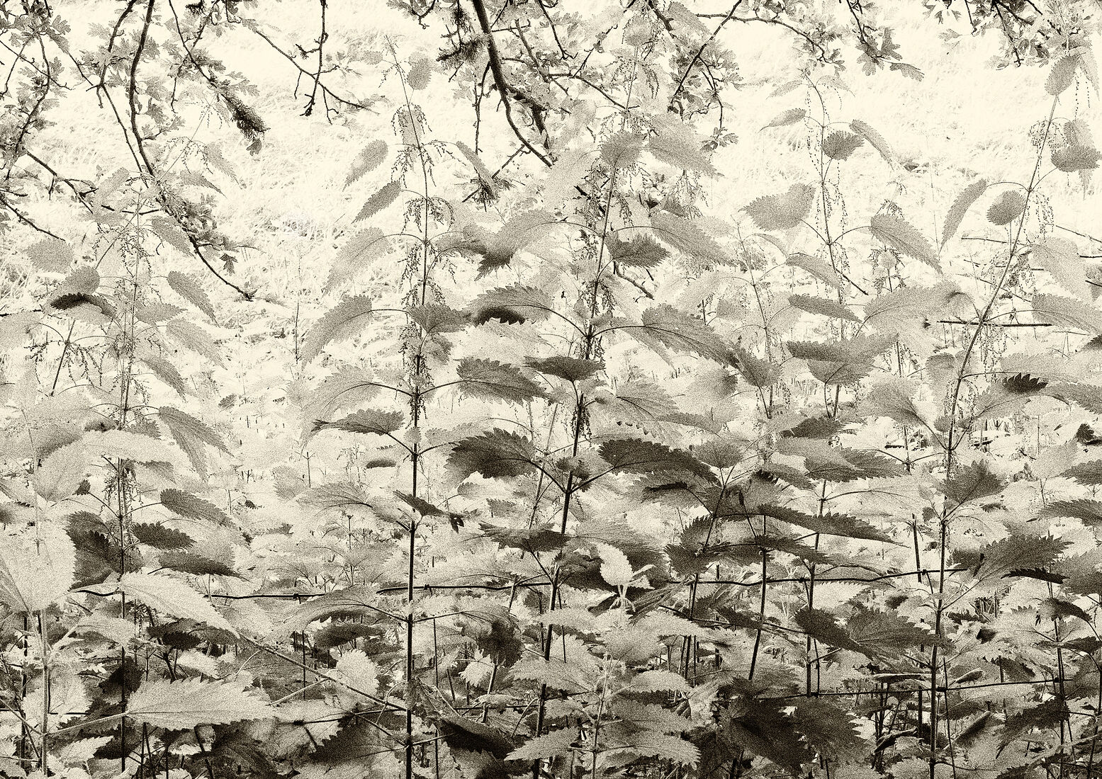 Крапива возле cтарого моста Brig o Doon в Шотландии. Мост фигурирует в поэме Роберта Бернса: В ней за главным героем гонится ведьма, и он спасается, перебежав по мосту через реку, - ведьмы не смеют пересекать водные преграды.